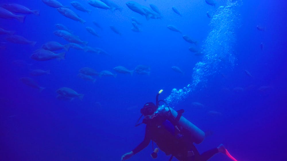 Pleasure Divers Magnetic Island