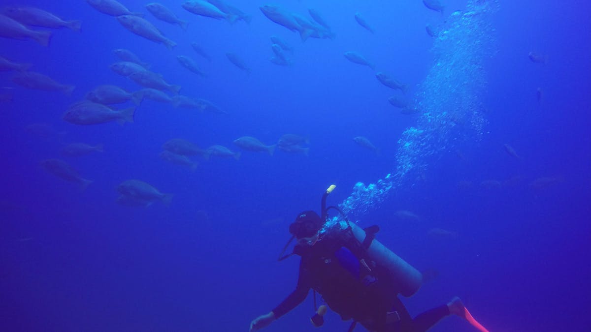 Diver and fish