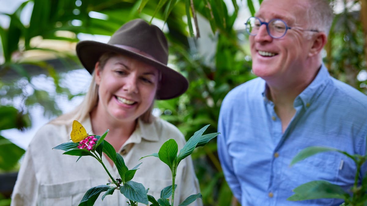 Couple Observing Orange Migrant on a plant in the main aviary at Australian Butterfly Sanctuary.