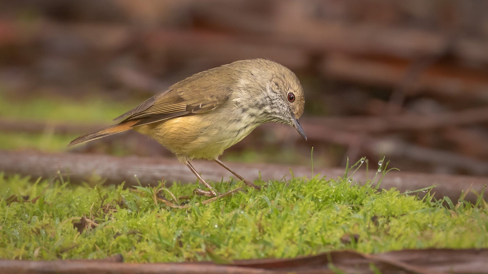 Discover camera settings to help you capture Tasmania's forest birds