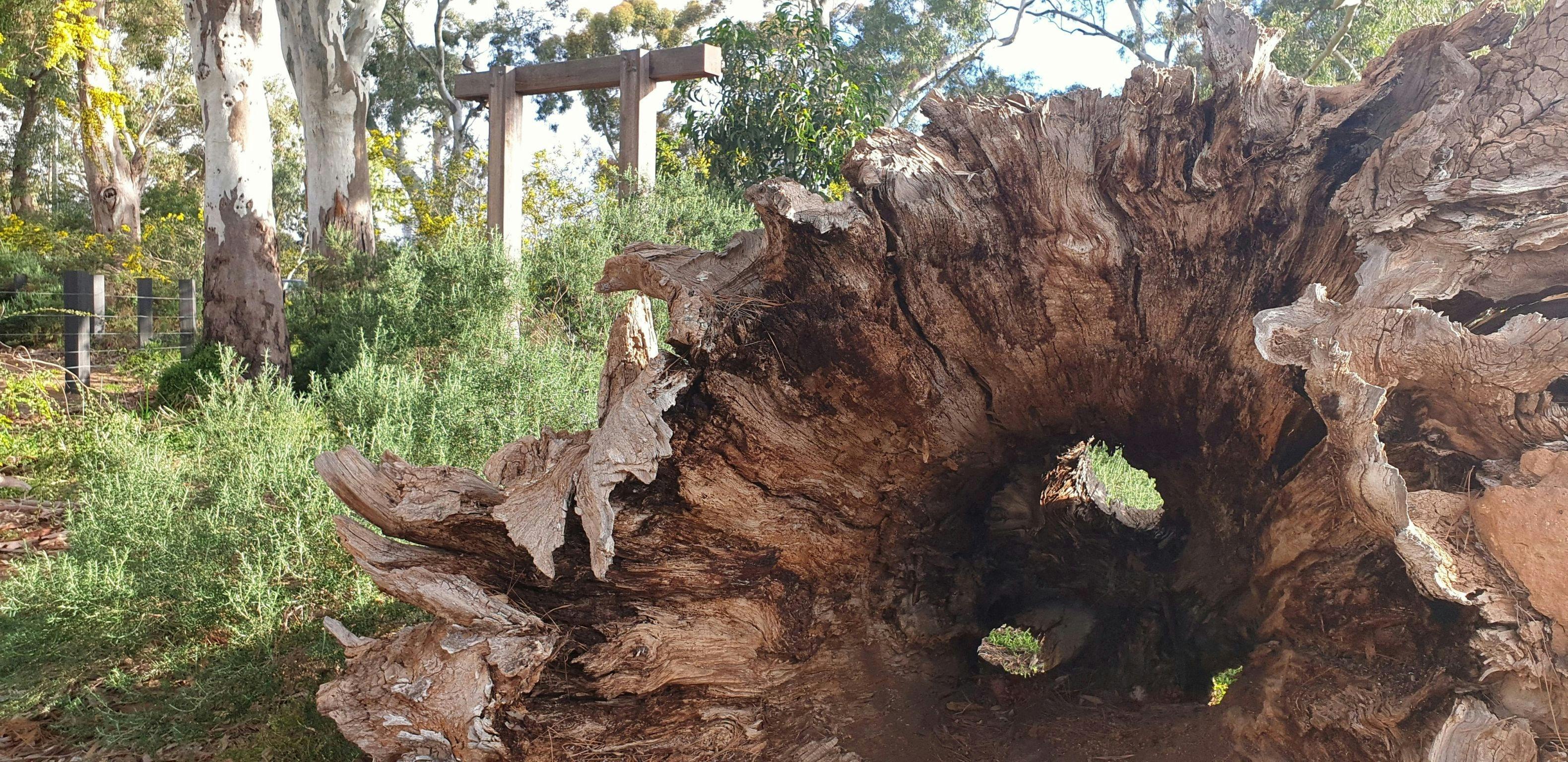 Guided Walk through Bundey's Paddock / Tidlangga (Park 9)