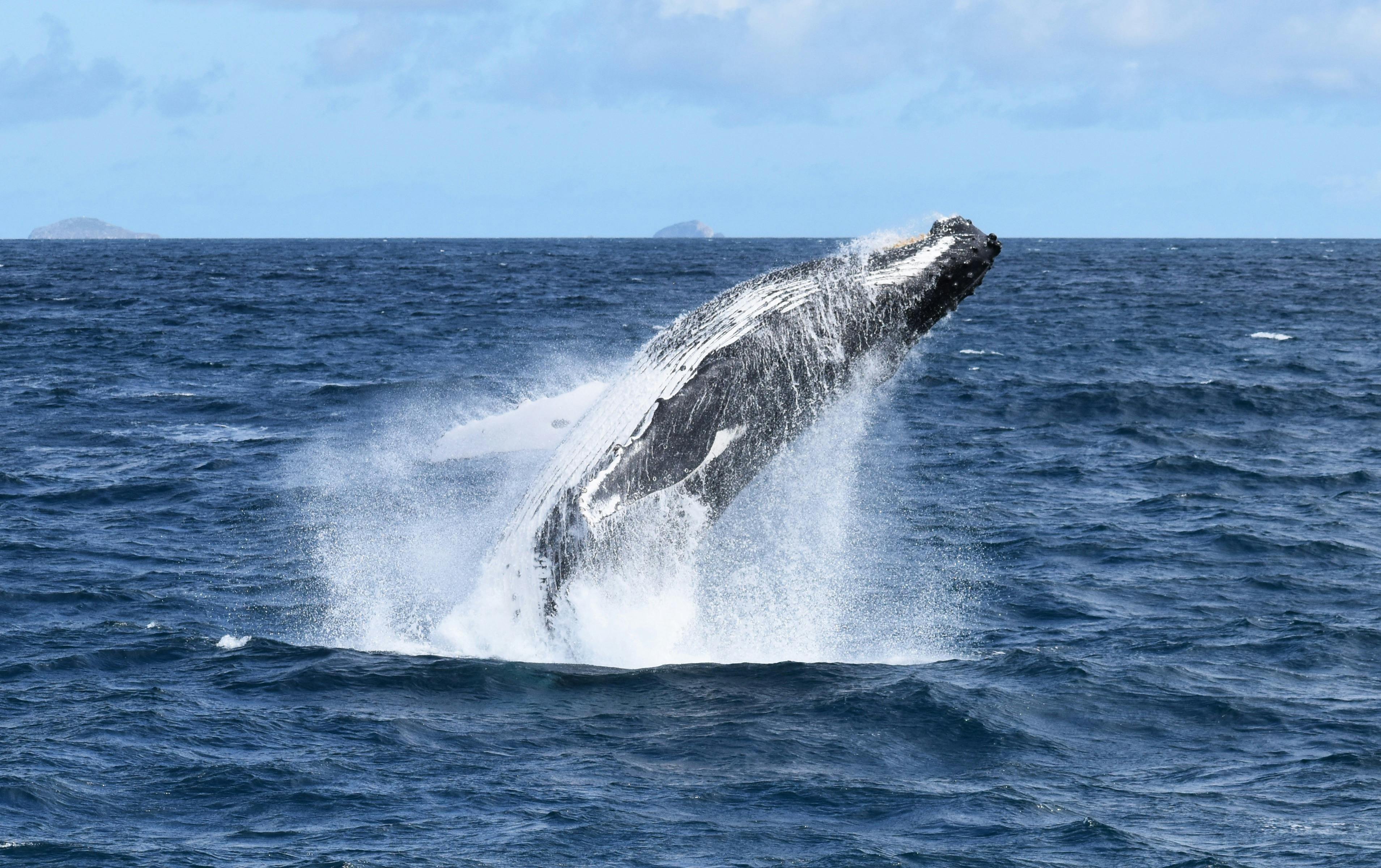 Wilsons Prom Whale Cruise