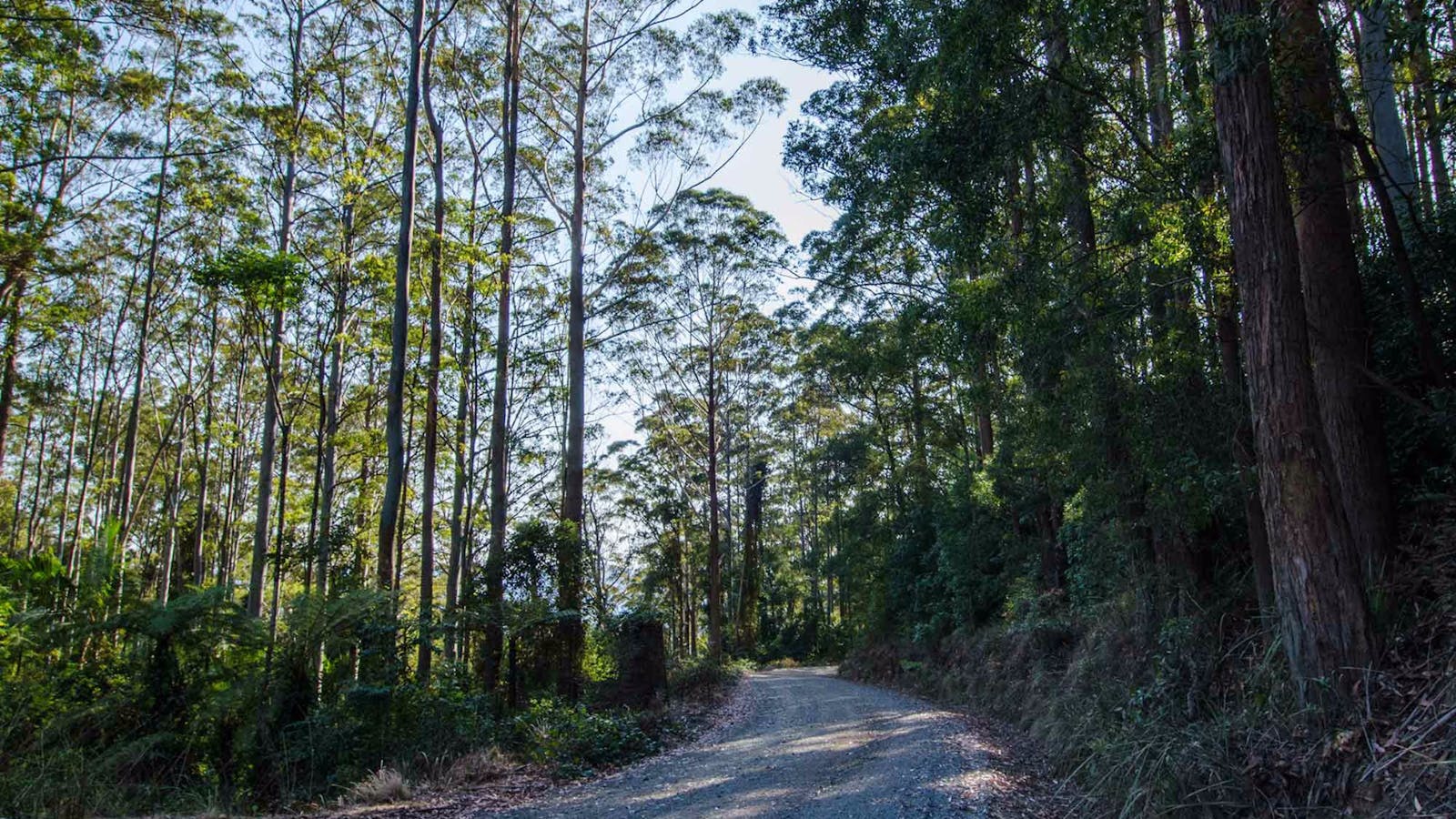 Hastings Forest Way Touring Route