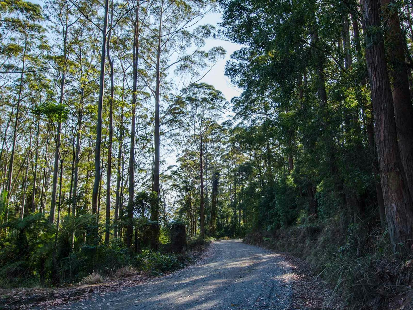 Wanderroute Hastings Forest Way, Werrikimbe National Park. Foto: John Spencer