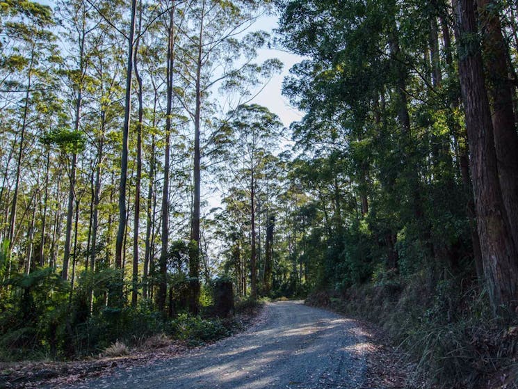 Hastings Forest Way touring route, Werrikimbe National Park. Photo: John Spencer