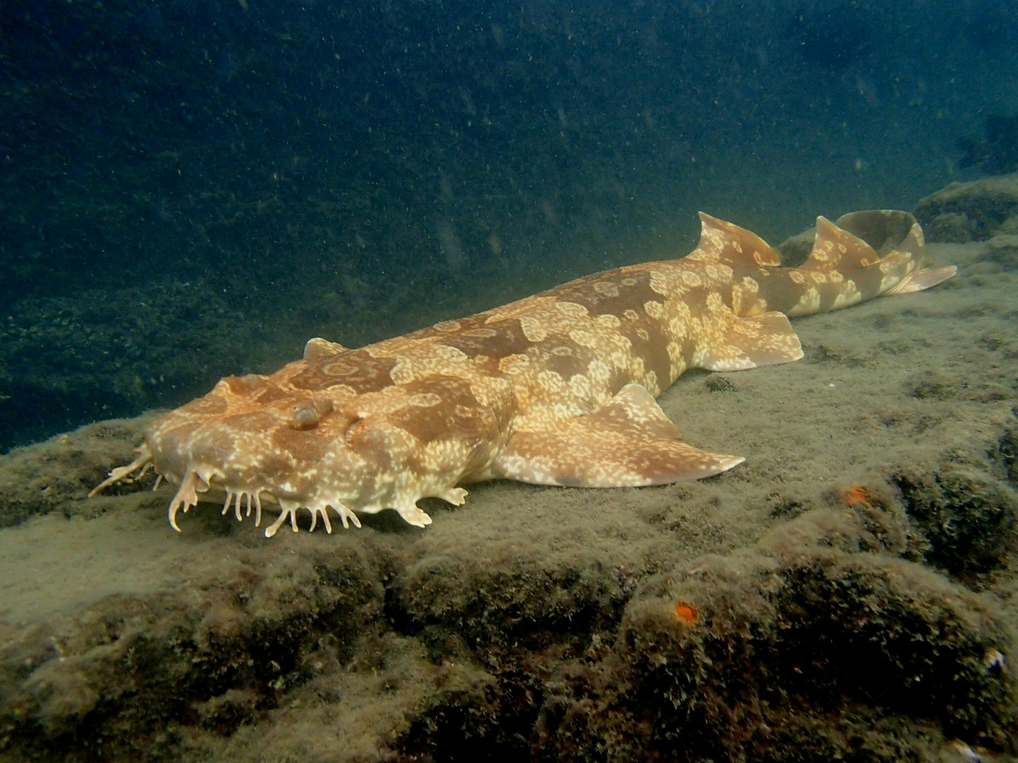Wobbegong shark