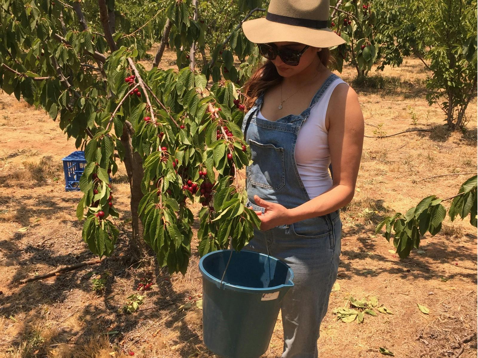 Hillside Harvest Fruit Picking
