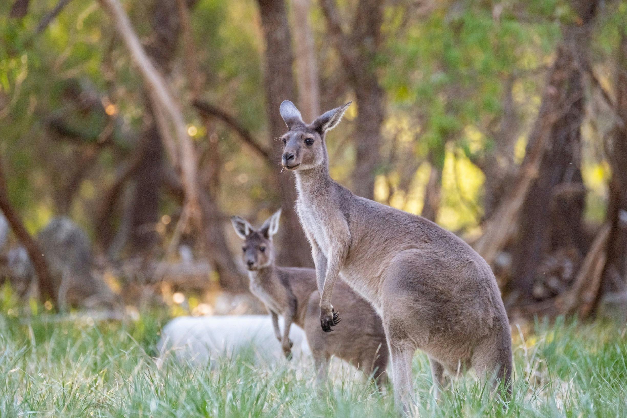 Kangaroos spotted with Salt and Bush Eco Tours in Rockingham