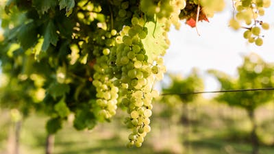 Vermentino Grapes