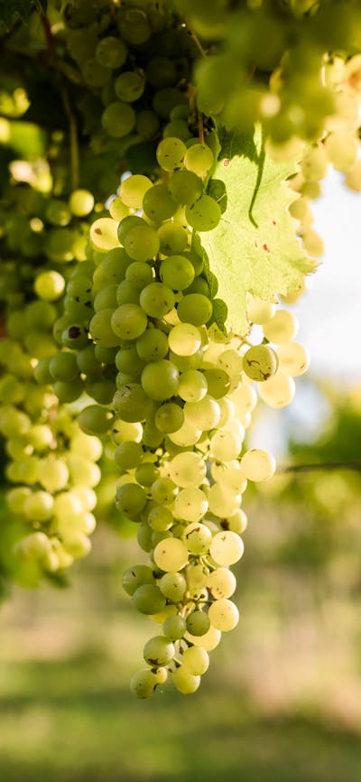 Vermentino Grapes