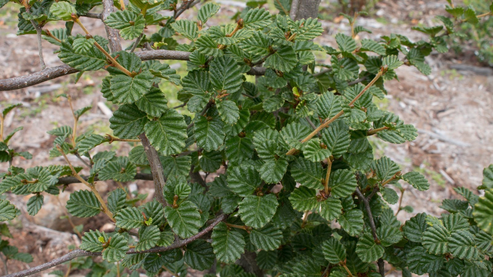 Inala Jurassic Garden