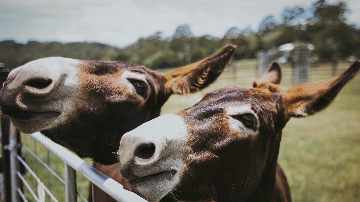 Two donkeys peering over the stables gate