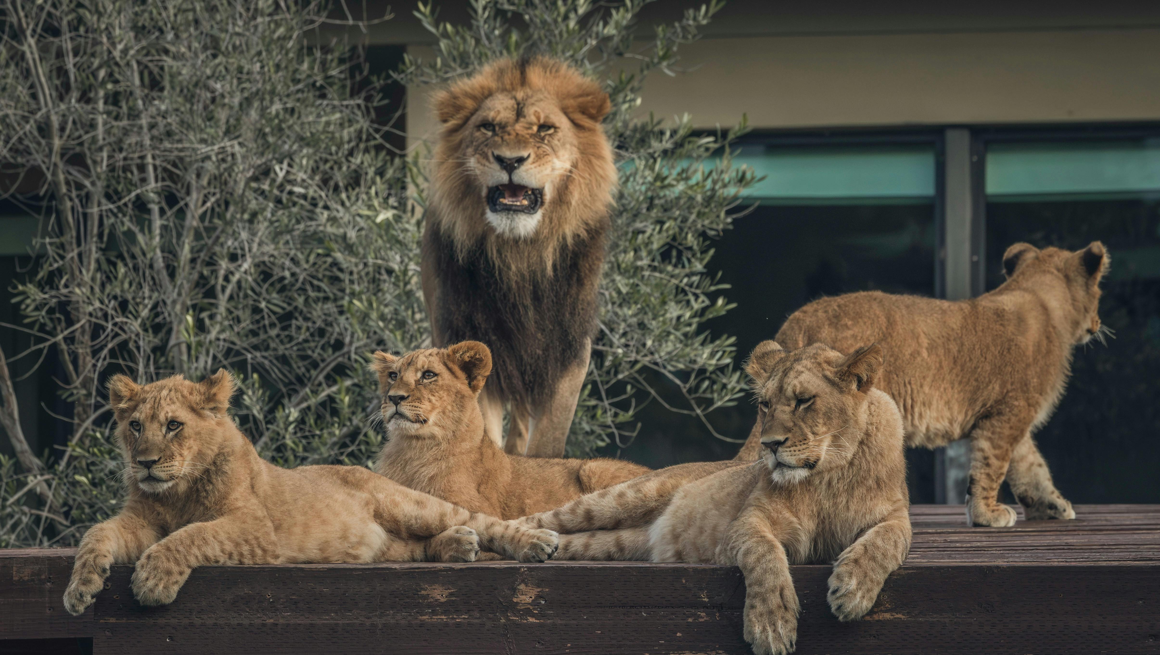 Lion Pride