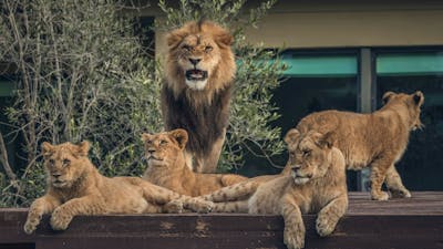 Lion Pride