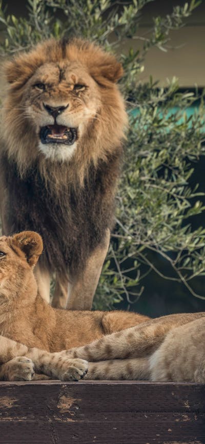 Lion Pride