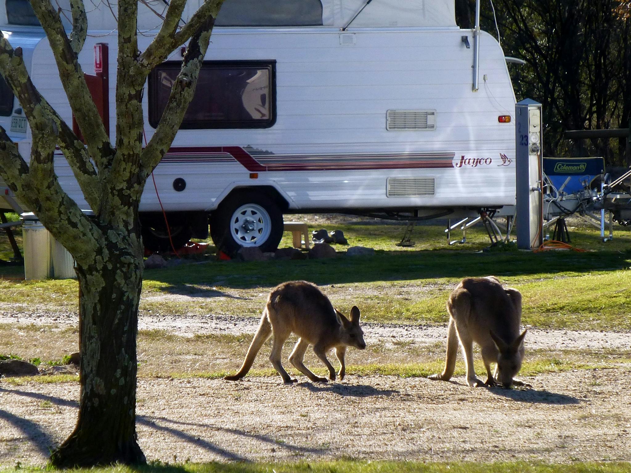 Kangaroos on Powered sites Kangaroos on Powered sites