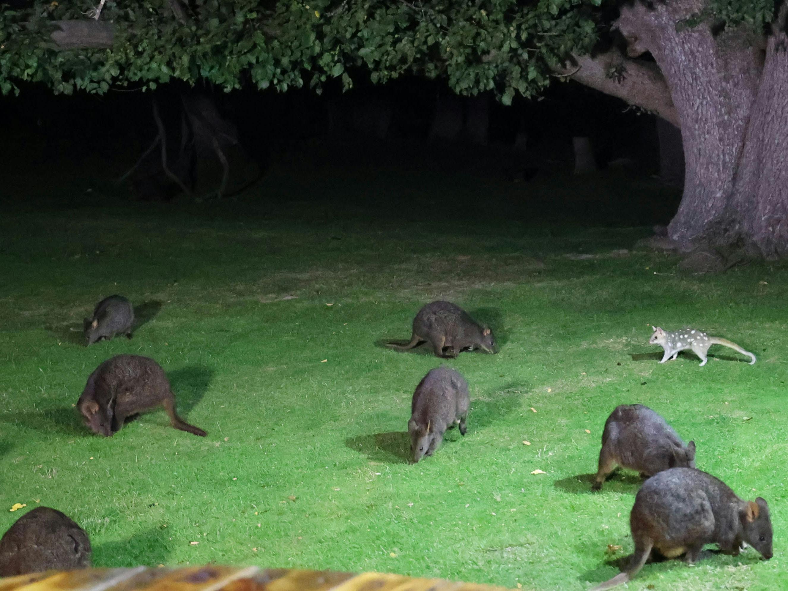 pademelons and eastern quoll night feeding