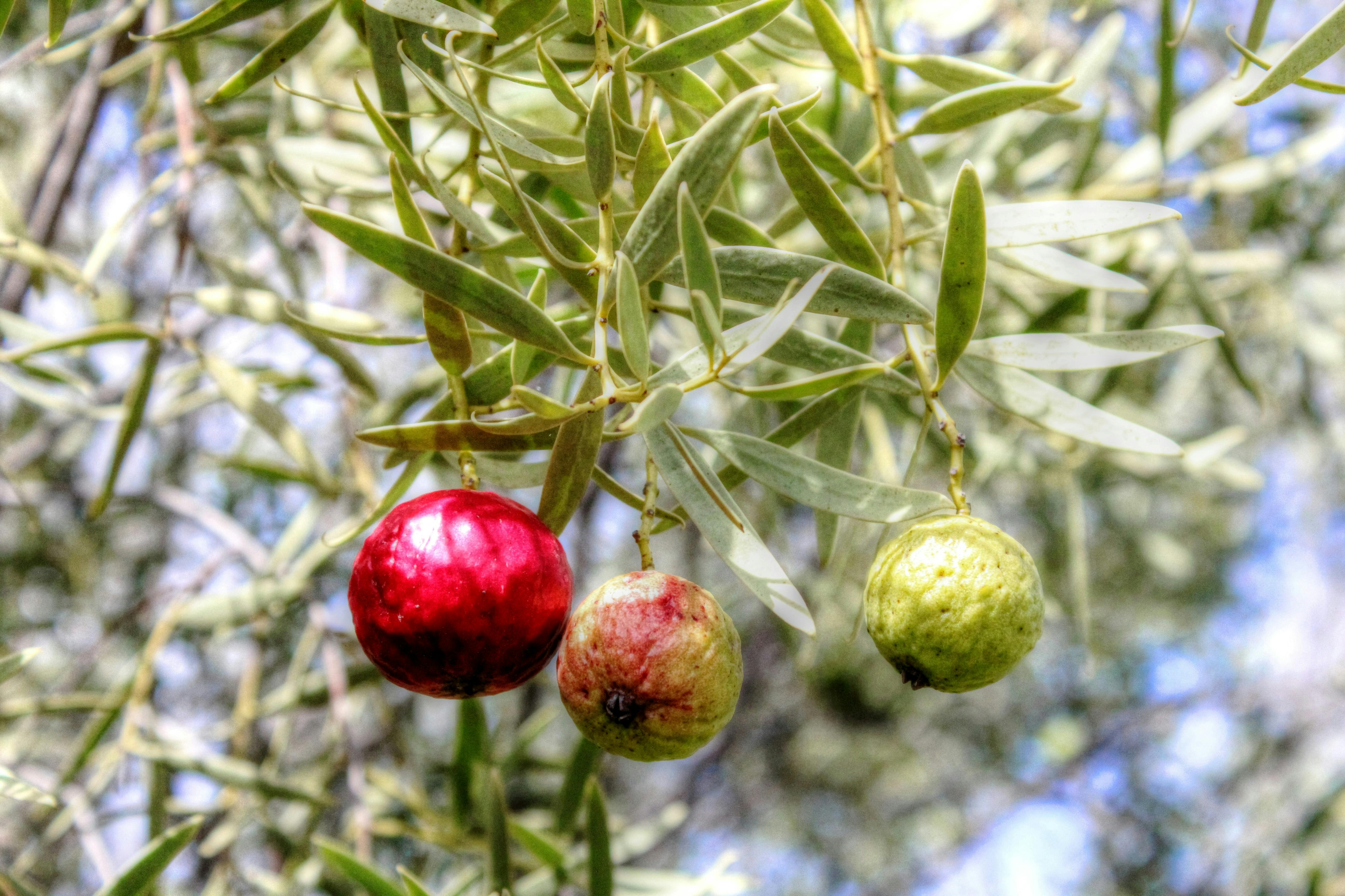 Quandong fruit - native bush food