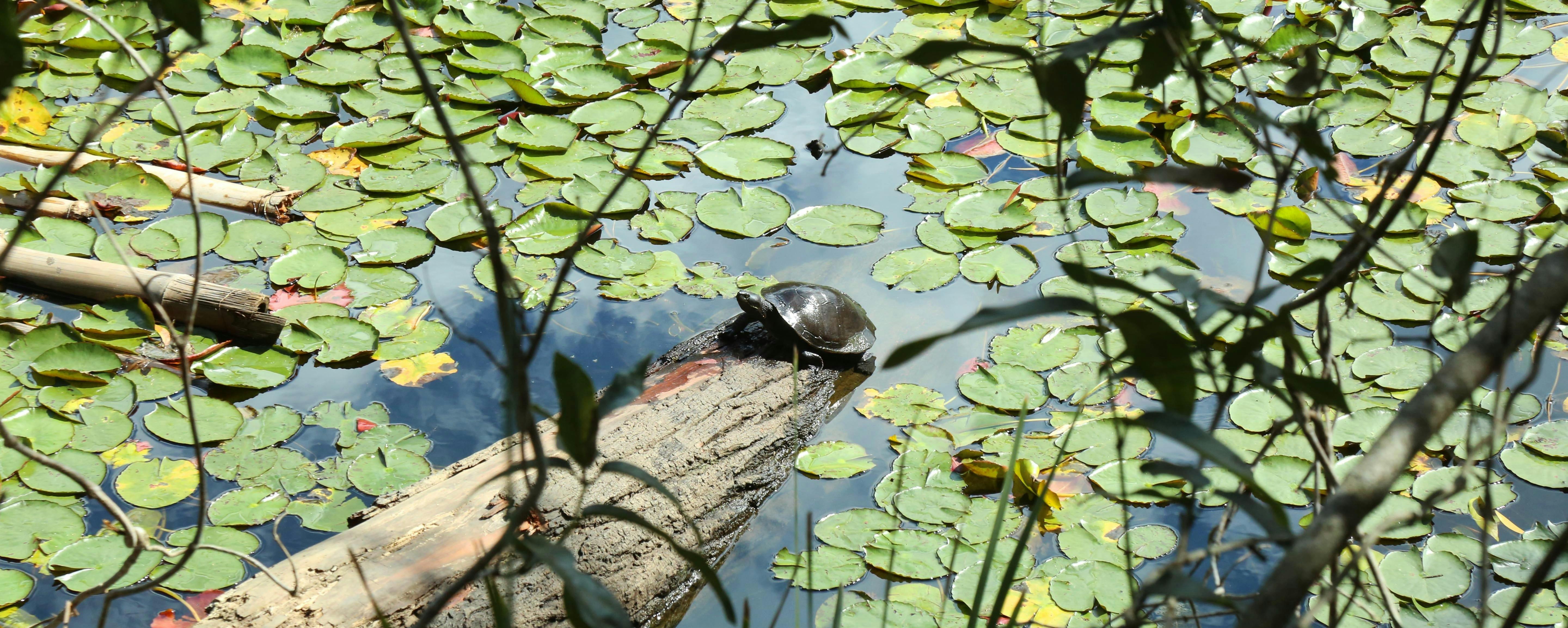 Walkabout Creek Adventures