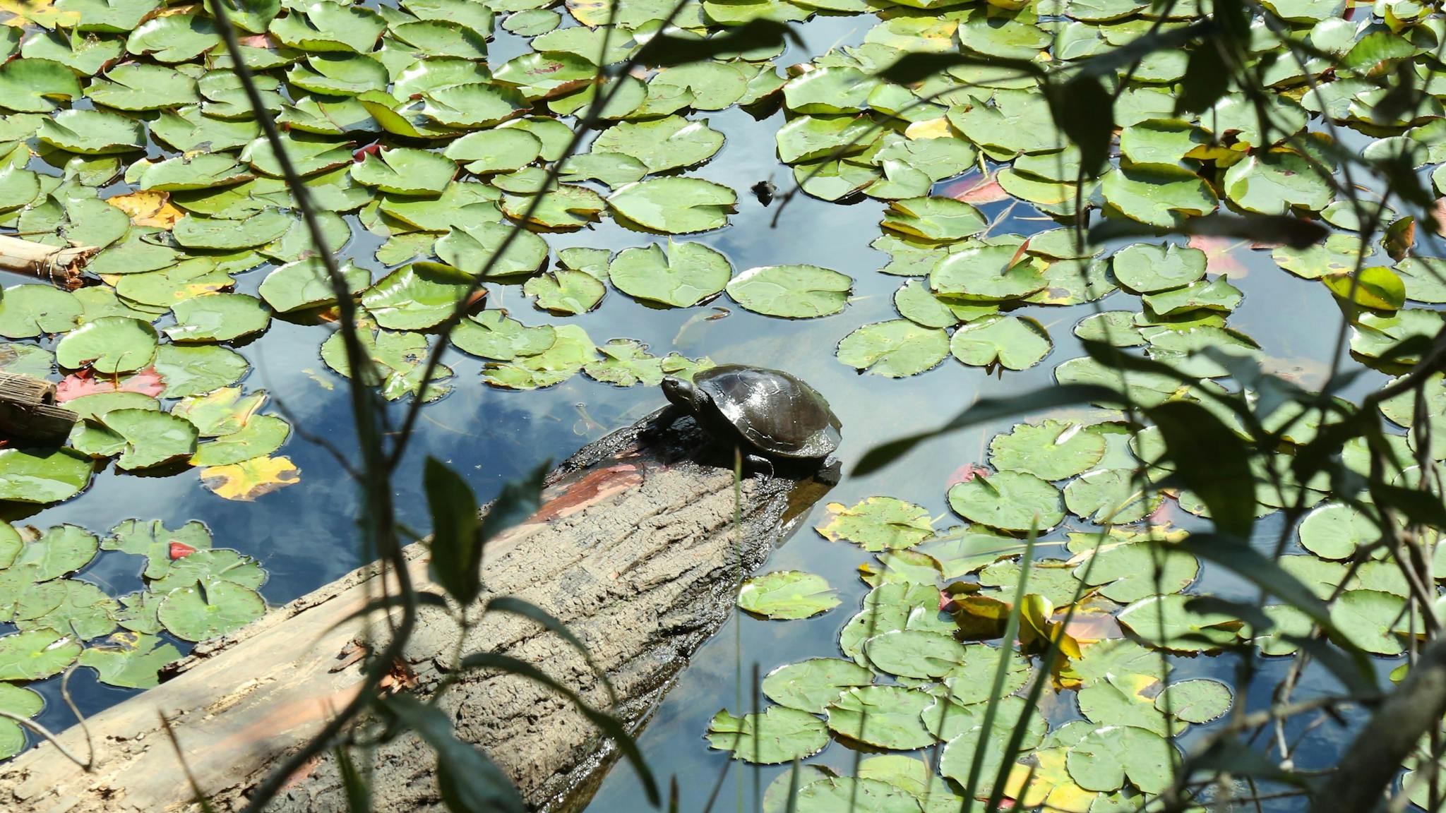 turtle at Reservoir