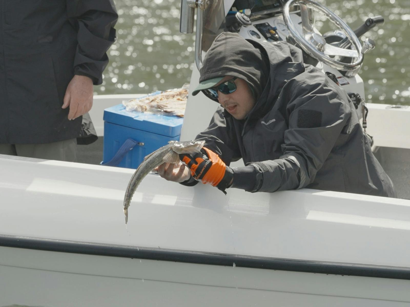 Angler in wet weather gear admiring a flathead held over the side of a boat before release