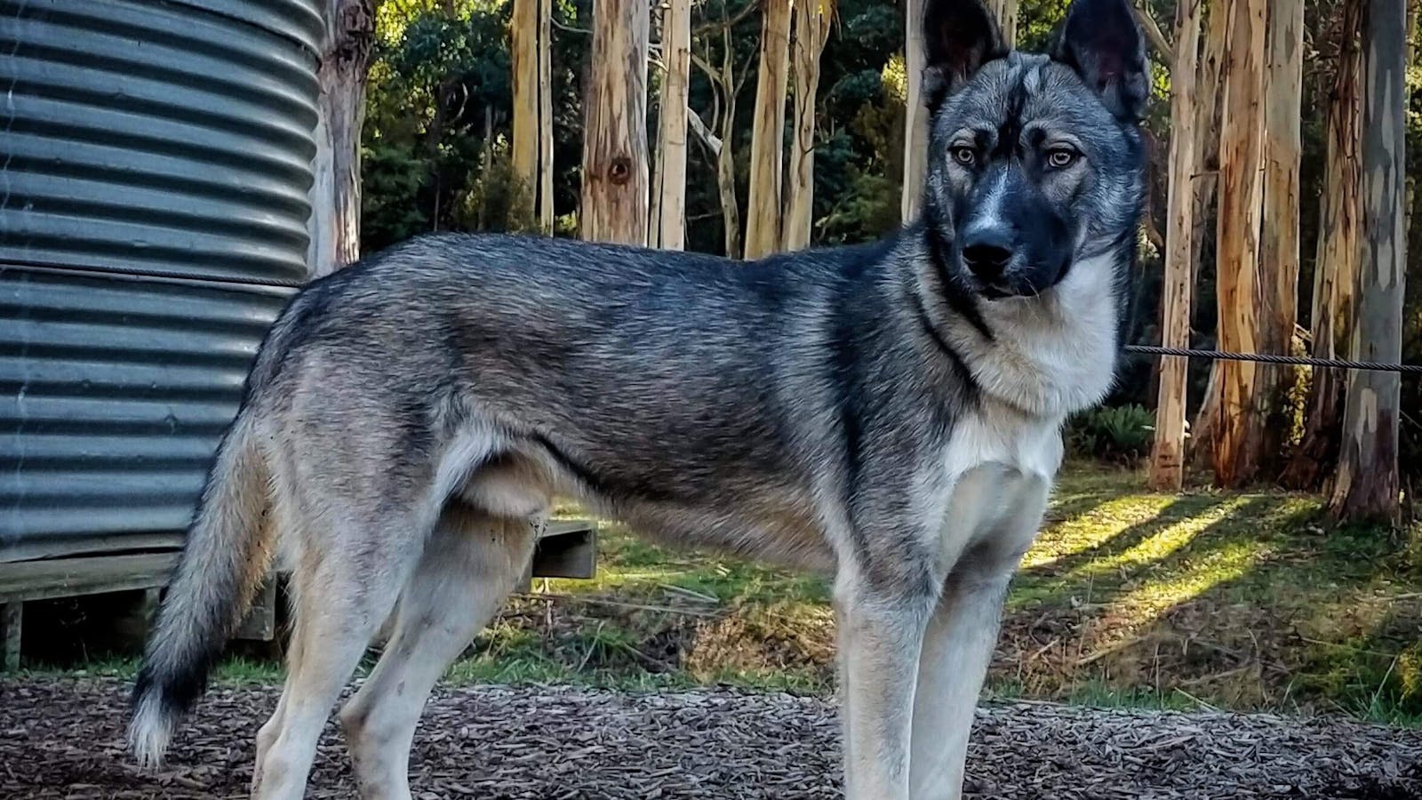 Alaskan Husky 'Banjo'
