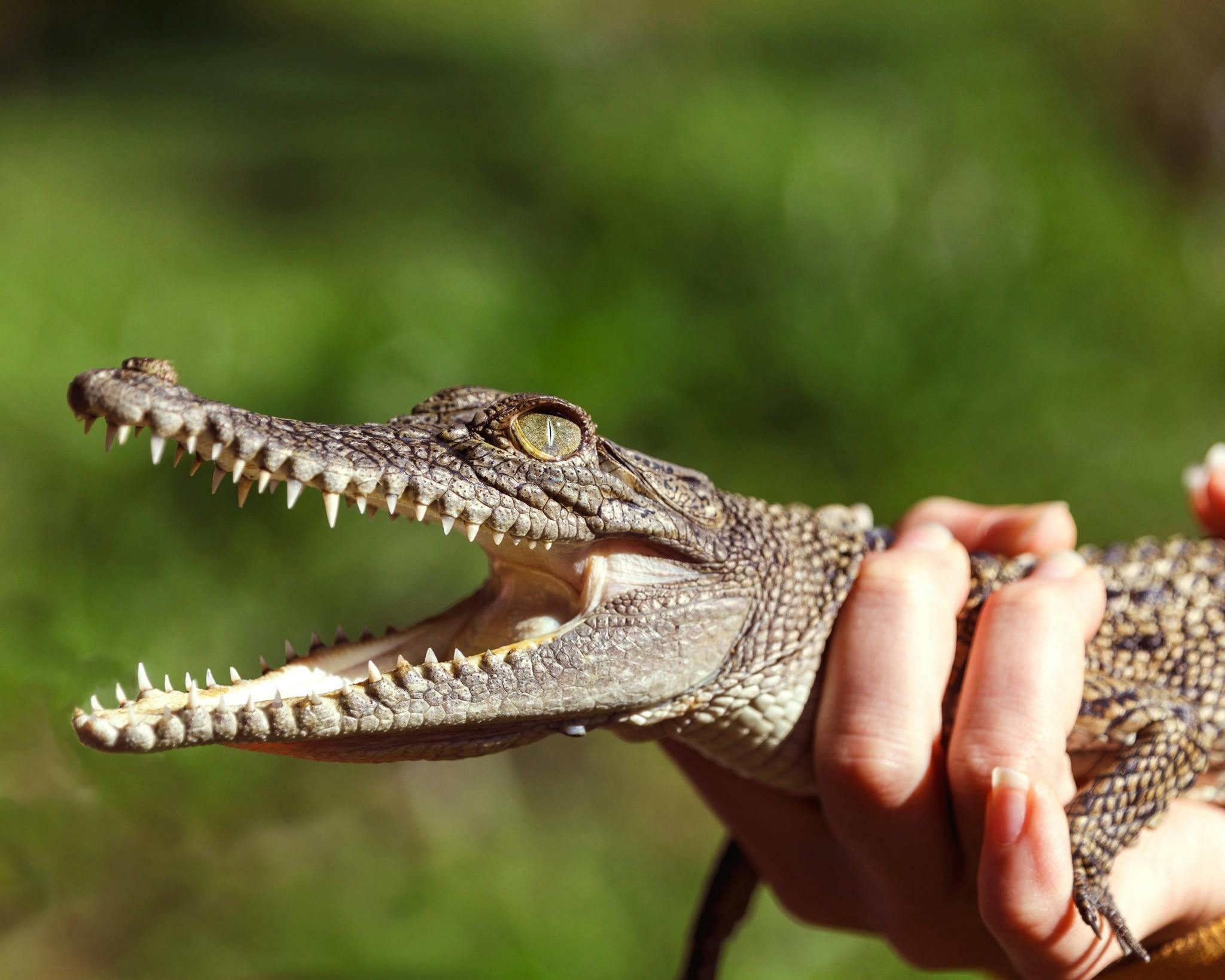 Small crocodile with its mouth open being held by one human hand