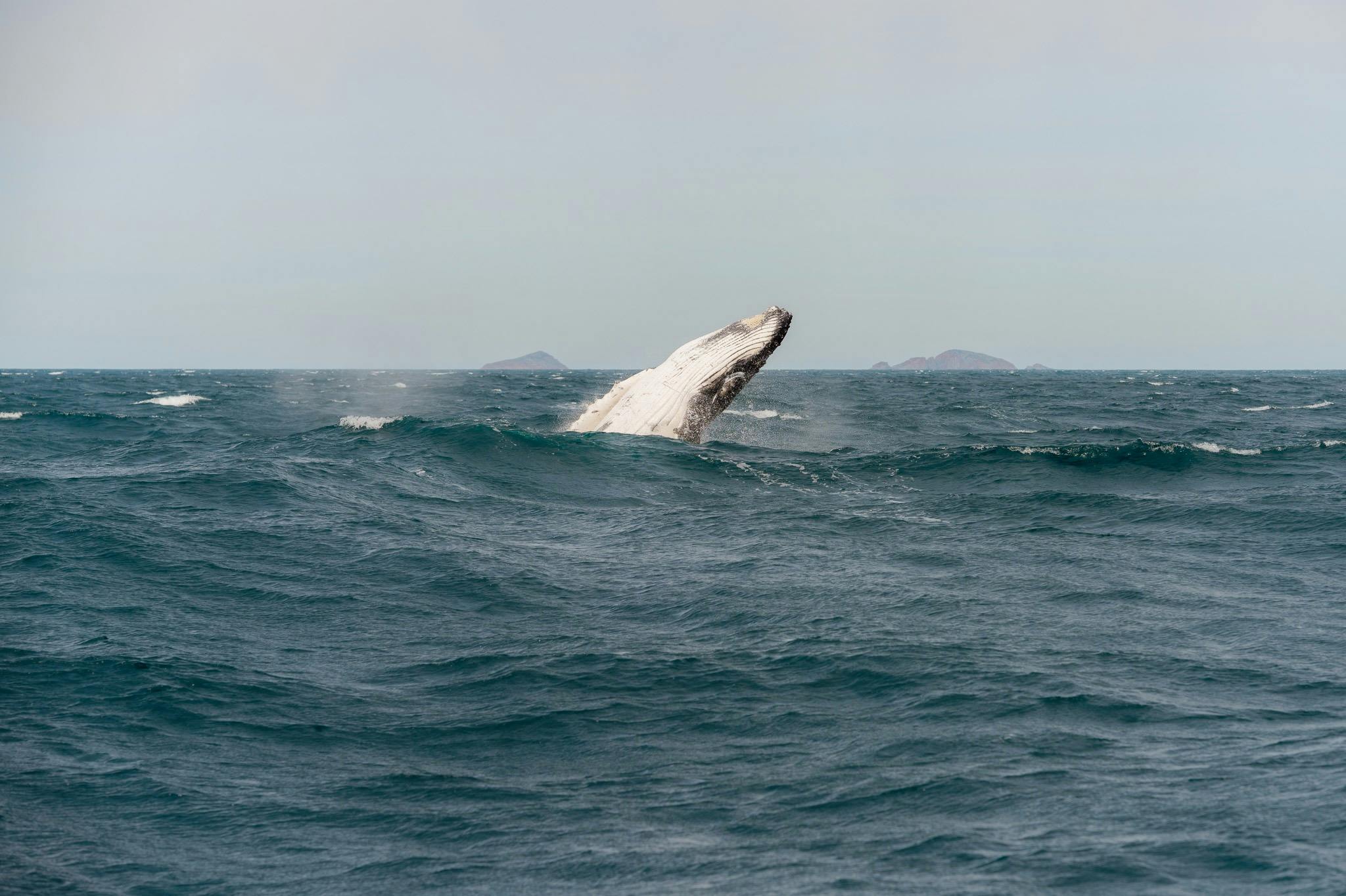 Whale