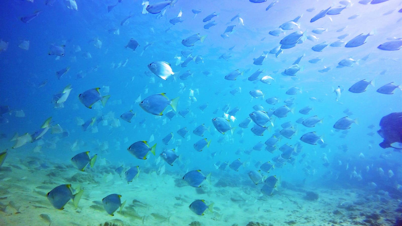 Queensland Scuba Diving Company