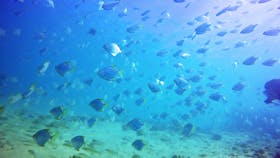 Gold Coast Underwater
