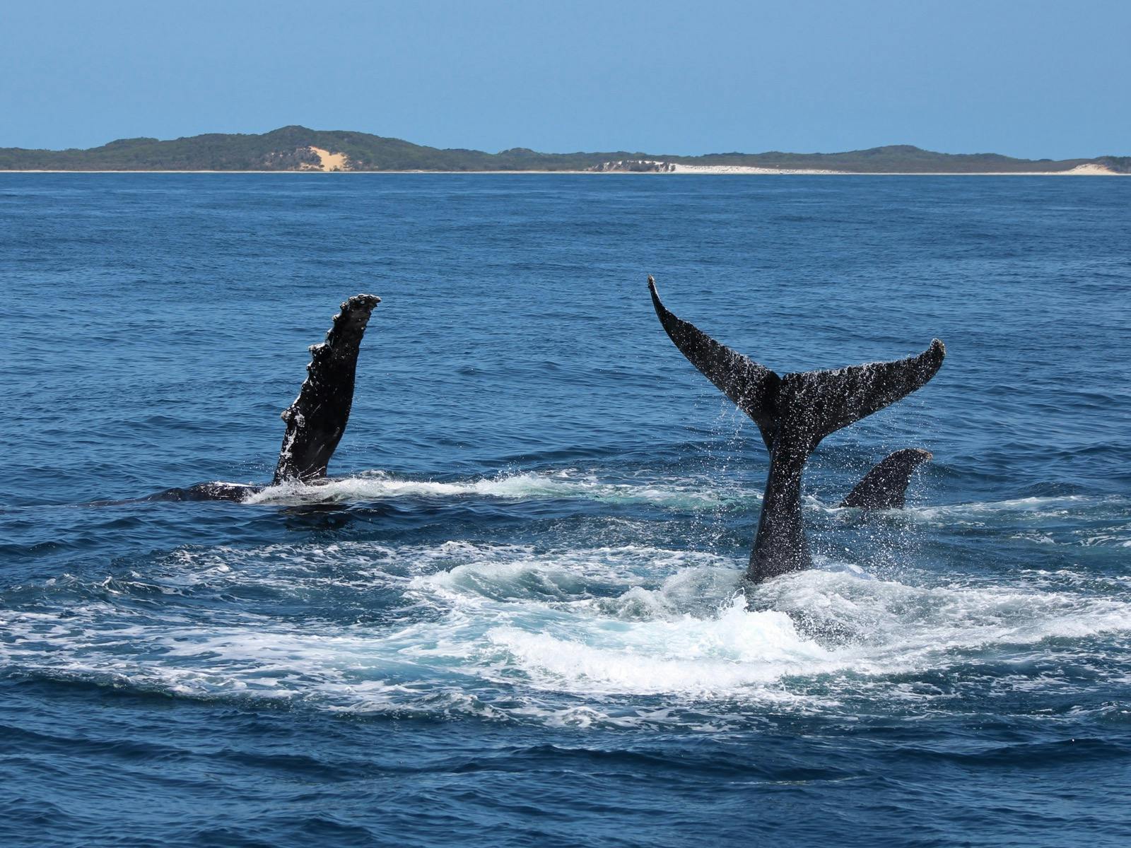 Whale Watching Cruise