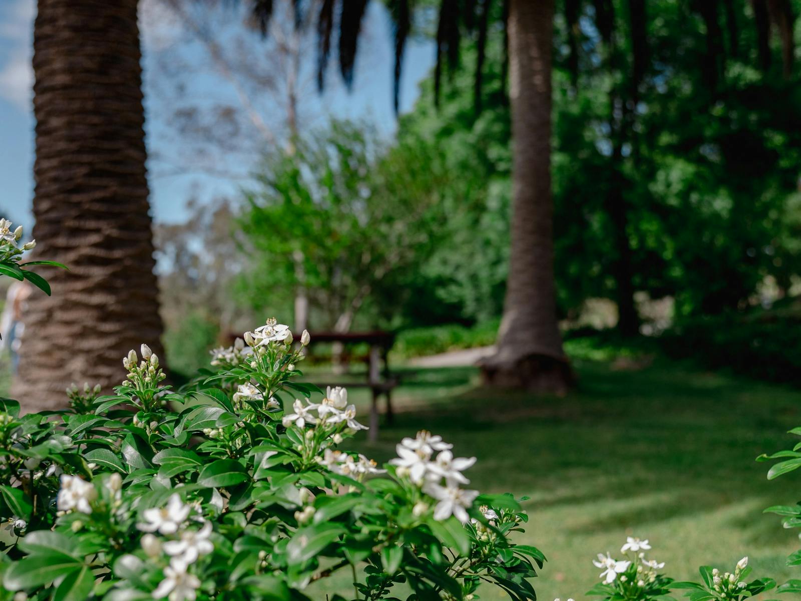 garden with palm trees