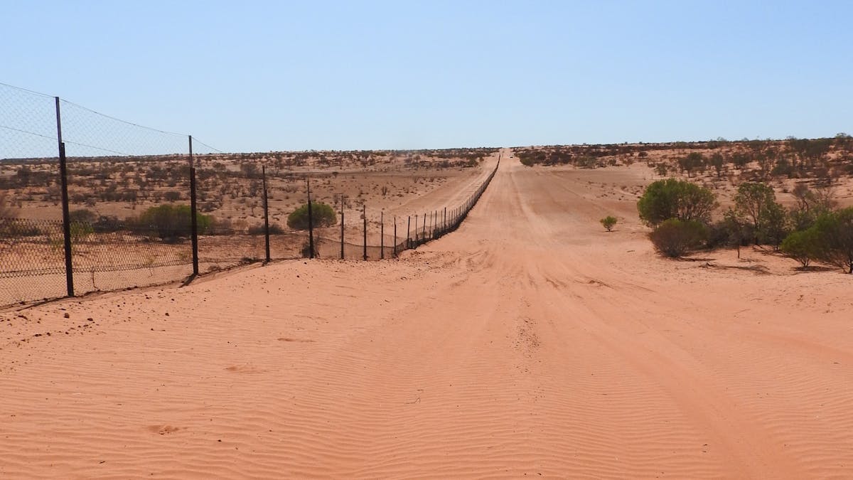 Dingo Fence