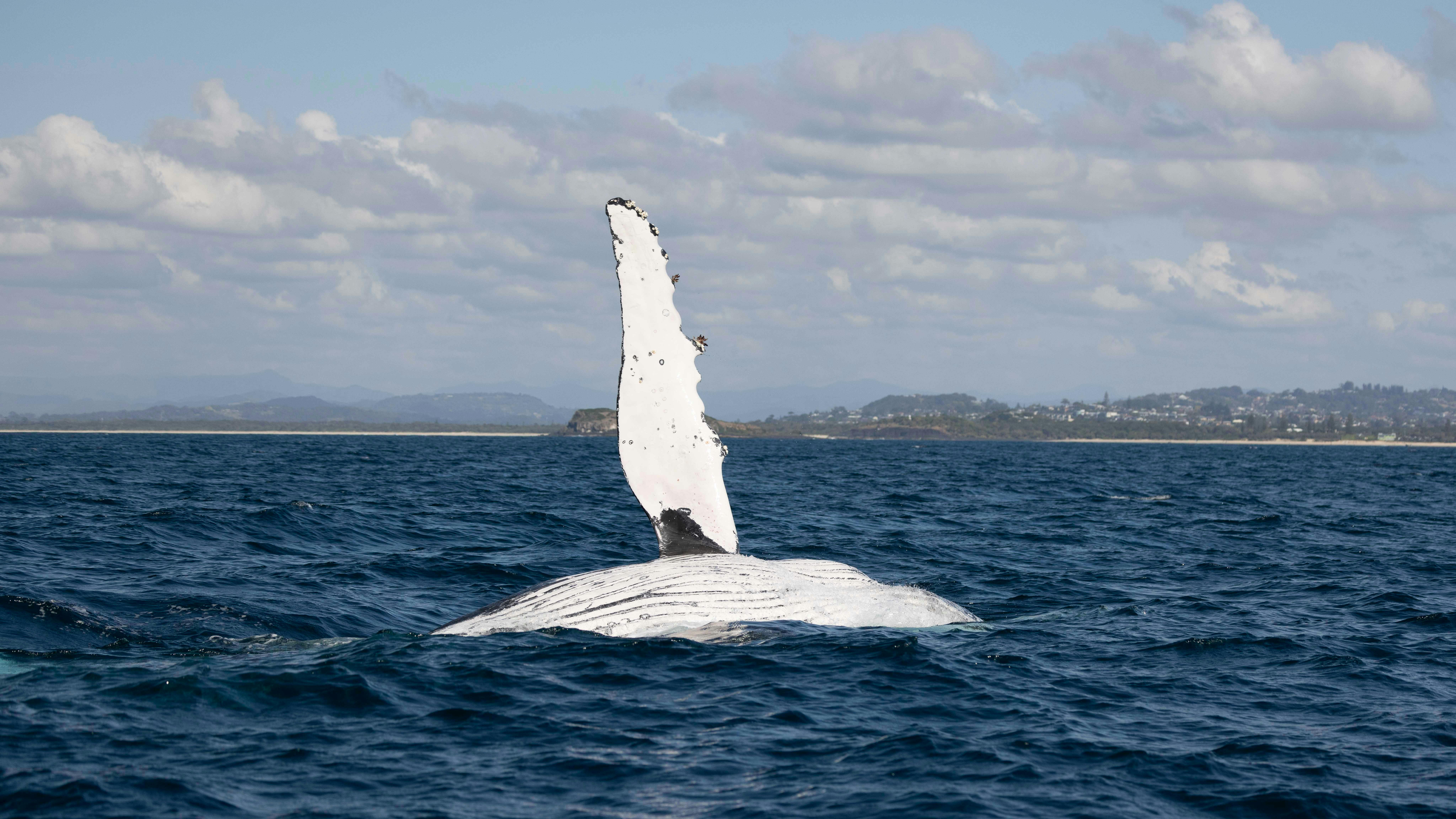 Humpback Rolls onto its back showing its white belly and pectoral fin