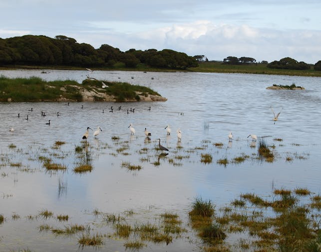 Lake From Bird Hide Walk
