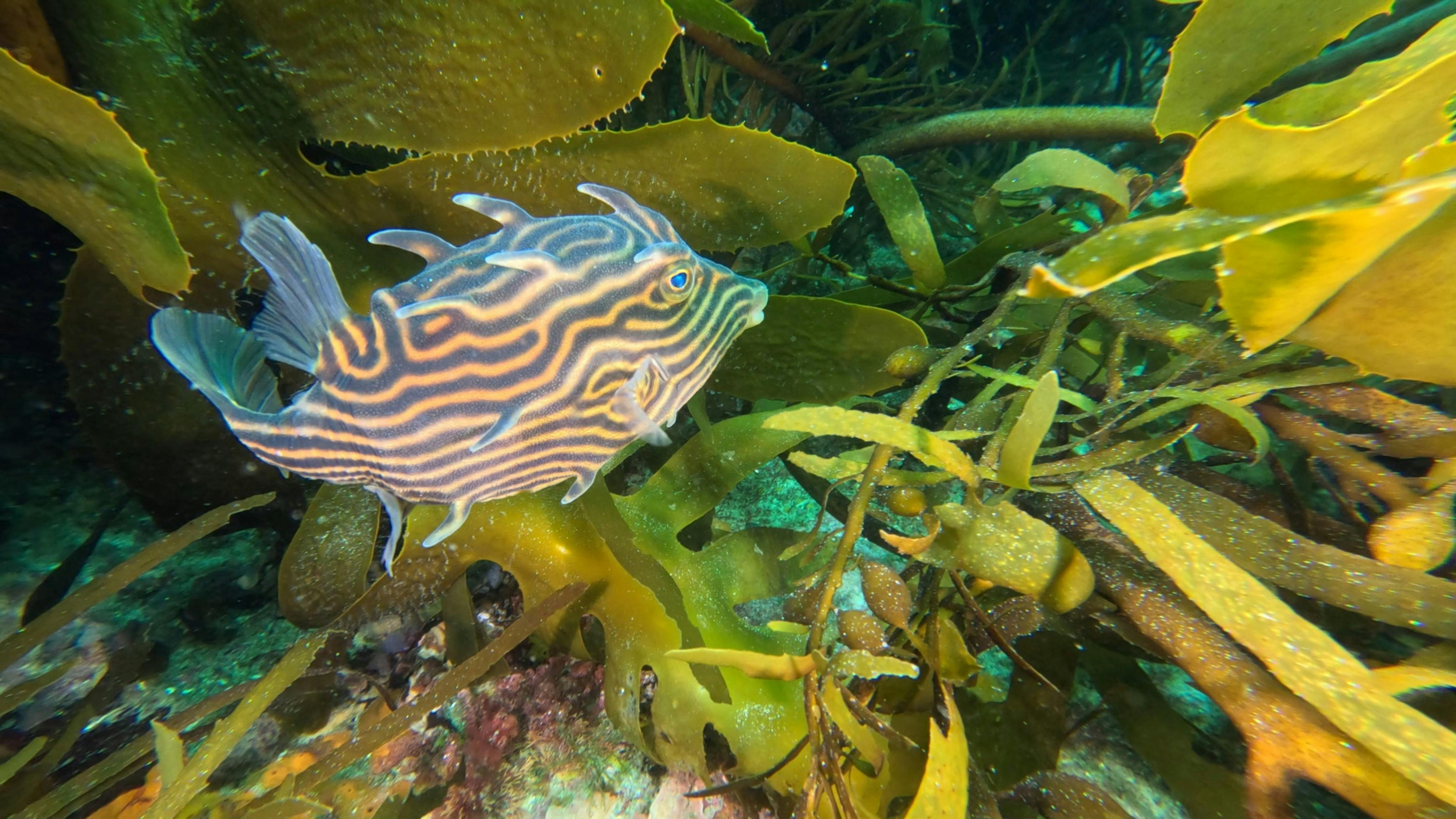 Shaws Cowfish