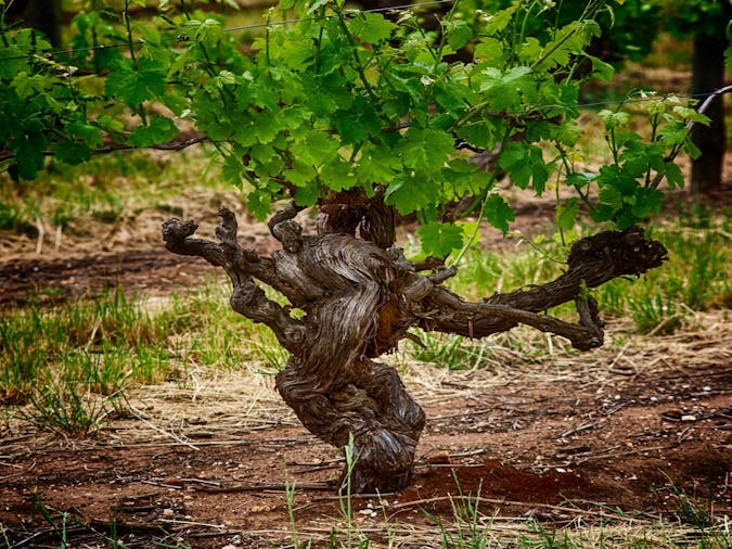Fruits of the Vine - Private Barossa Valley Tour