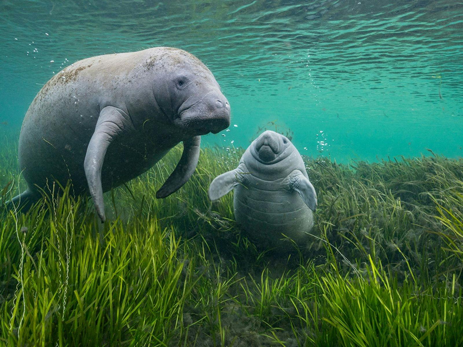 Wildlife Photographer of the Year