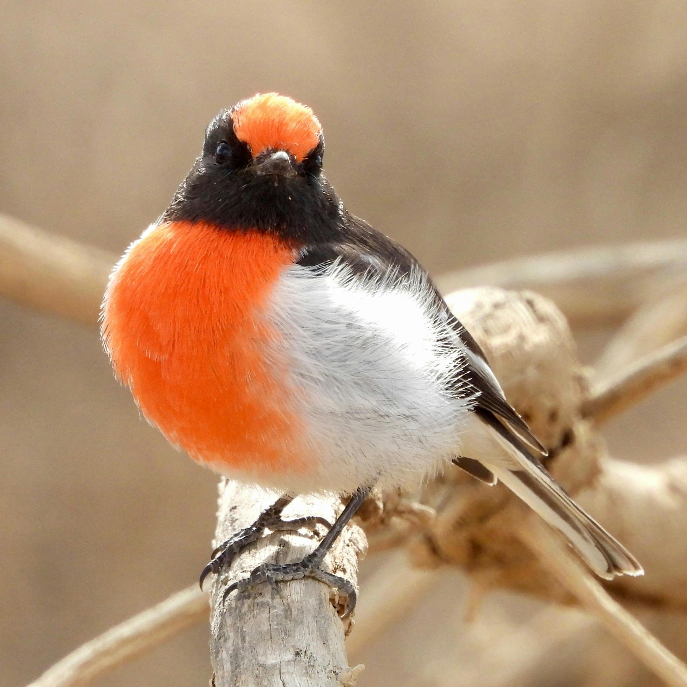 Red capped Robin