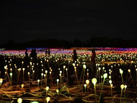 A group of people walking through a vast field of illuminated light sculptures at the Field of Light