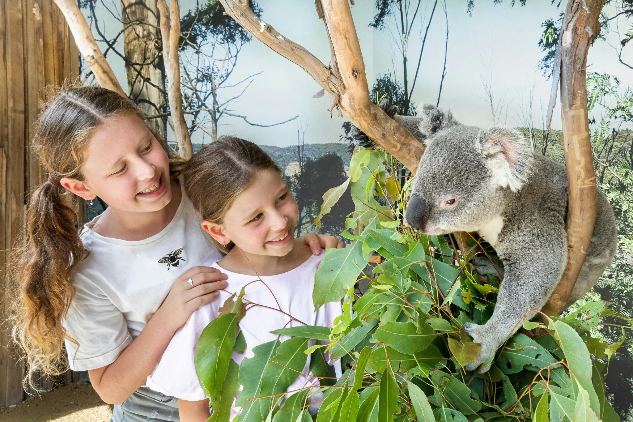 Taking photo with koala