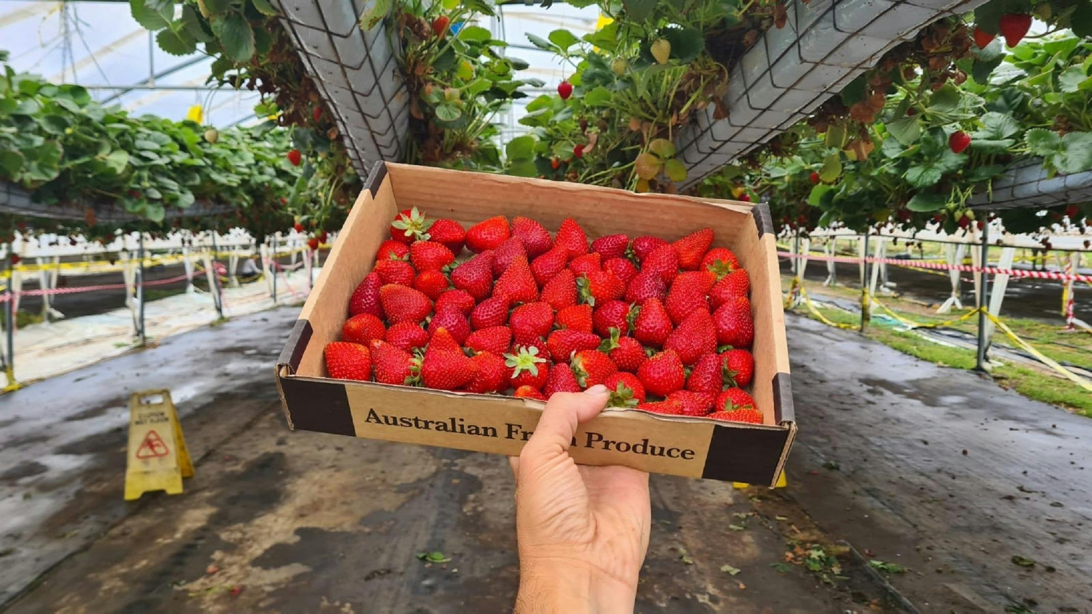 Berrylicious Strawberries Sydney, Australia Official Travel