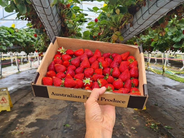 Berrylicious Strawberries