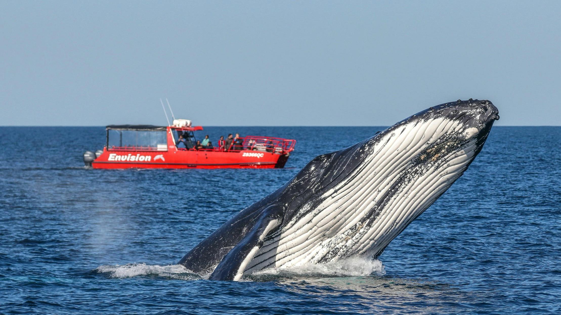 1.5 Hour Whale Watch Express