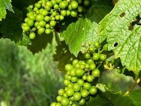 Barwon Ridge Wines grapes