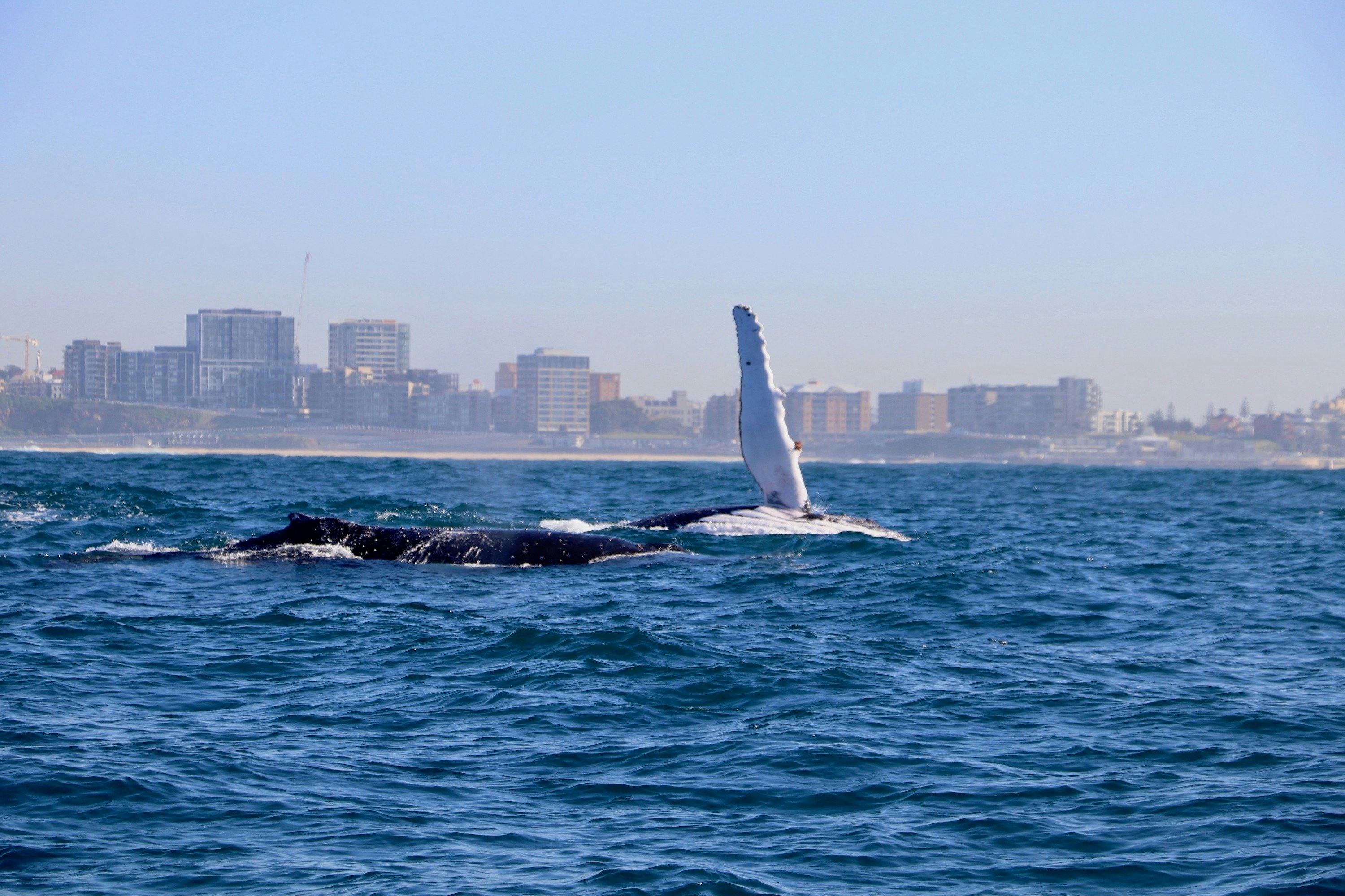 Humpback Whale Newcastle
