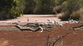 spoonbills and egrets