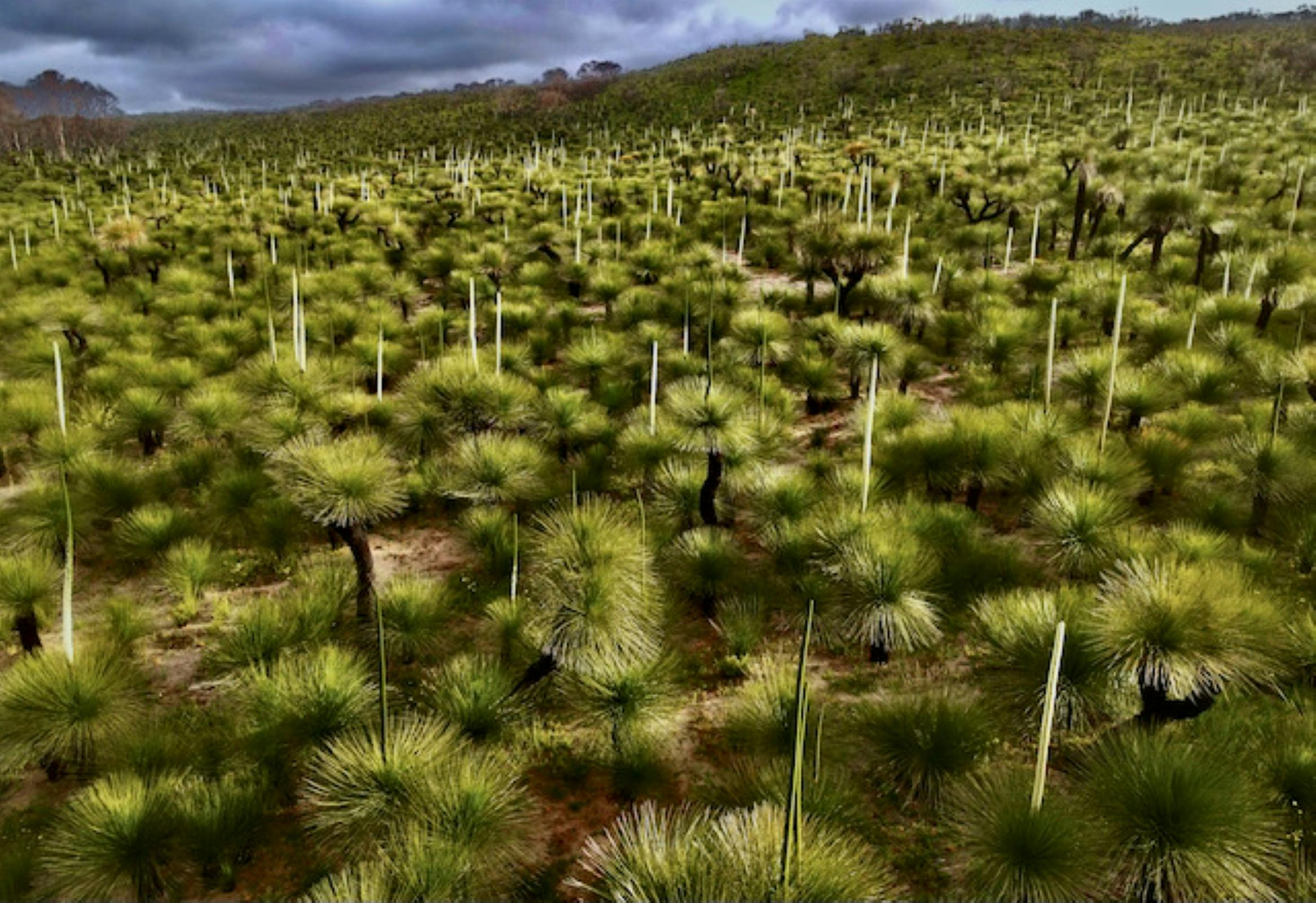 Ancient valley of Grass  tree.Flowering stimulated following a wild fire the year prior