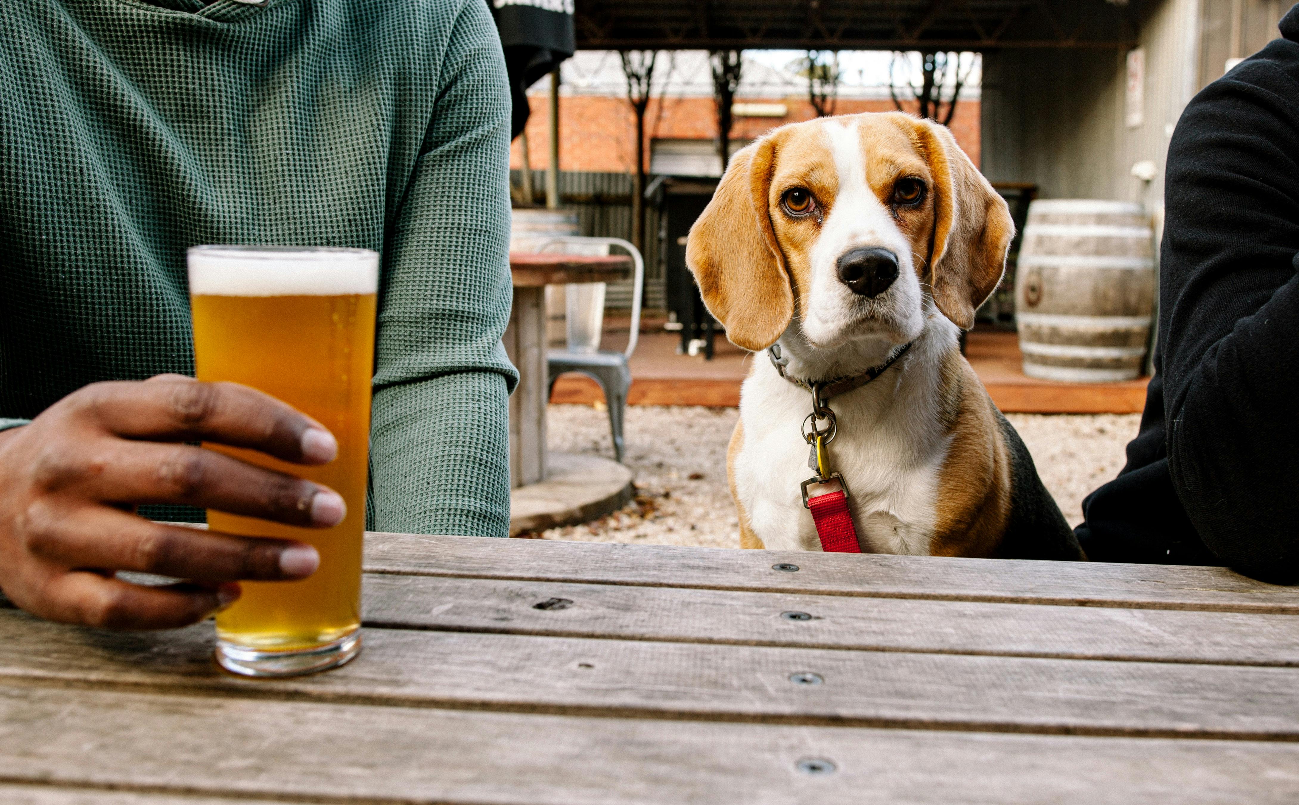 Beagle in the beer garden.