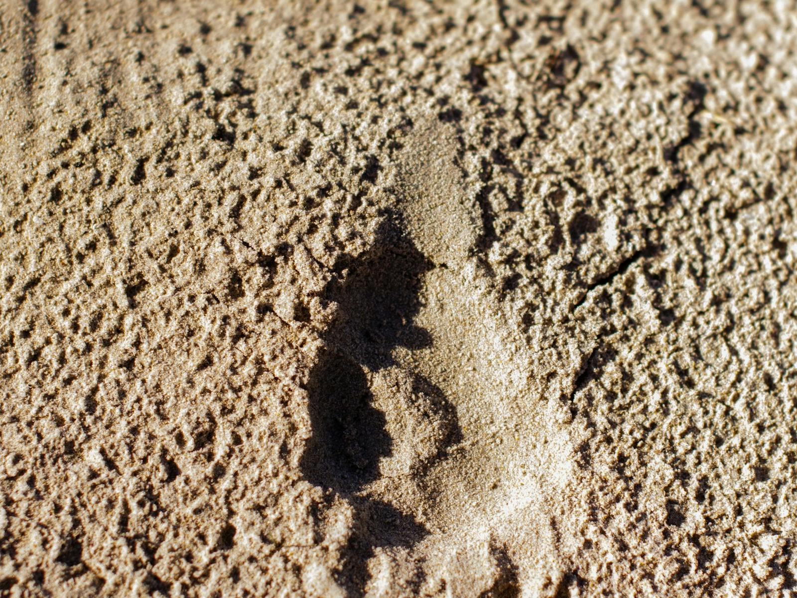 Wombat tracks left in sand